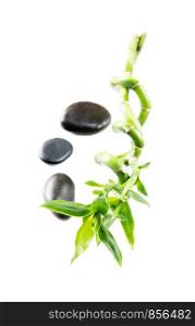 Spa concept: stem of Lucky Bamboo (Dracaena Sanderiana) with green leaves, twisted into a spiral shape, and three black basalt massage stones, isolated on white background