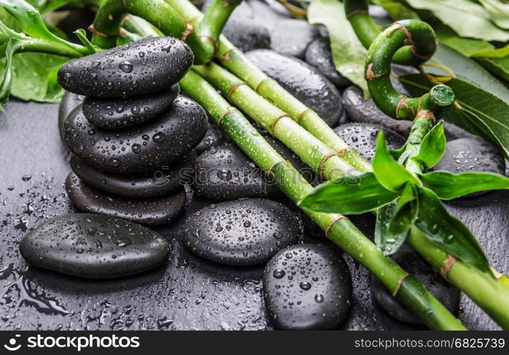 Spa concept with black basalt massage stones and lush green foliage covered with water drops on a black background