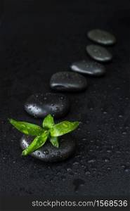 Spa concept with black basalt massage stones arranged chain and green bamboo sprout covered with water drops are on a black background