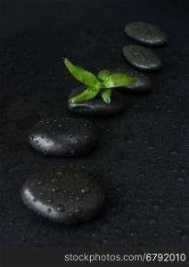 Spa concept with black basalt massage stones arranged chain and green bamboo sprout covered with water drops on a black background