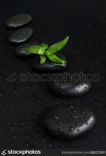 Spa concept with black basalt massage stones arranged chain and green bamboo sprout covered with water drops on a black background