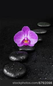 Spa concept with black basalt massage stones arranged chain and purple orchid flower covered with water drops on a black background