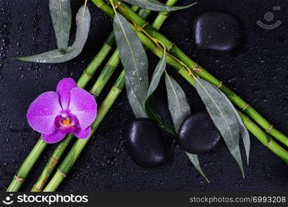 Spa concept with black basalt massage stones, pink orchid flower and a few stems of Lucky bamboo covered with water drops on a black background; with space for text