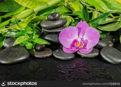 Spa concept with black basalt massage stones, pink orchid flower and lush green foliage covered with water drops on a black background, with copy-space