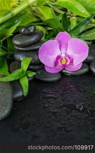 Spa concept with black basalt massage stones, pink orchid flower and lush green foliage covered with water drops on a black background, vertical image with space for text