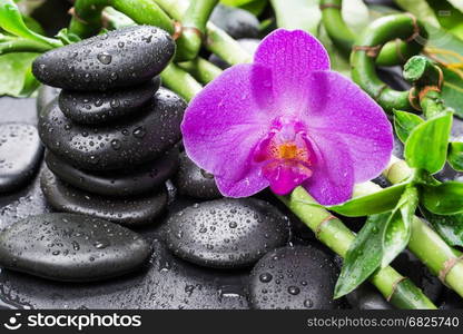 Spa concept with black basalt massage stones, pink orchid flower and lush green foliage covered with water drops on a black background