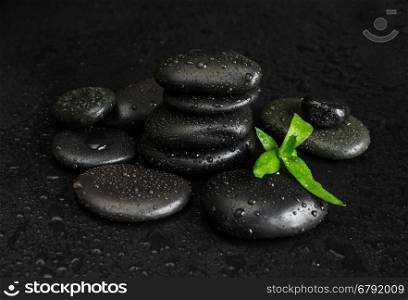 Spa concept with heap of the black basalt massage stones and green bamboo sprout covered with water drops on a black background