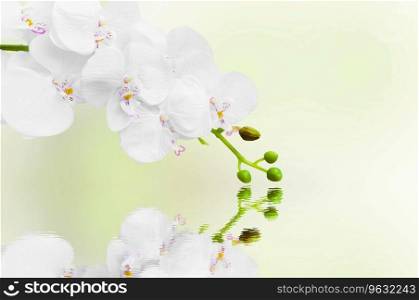 Spa orchid still life with water reflection.White orchid flowers