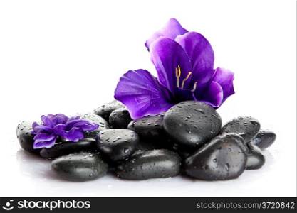 Spa stones and purple flower, isolated on white. flower in stone with drops of water
