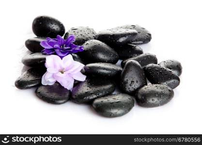 Spa stones and purple flower, isolated on white. flower in stone with drops of water