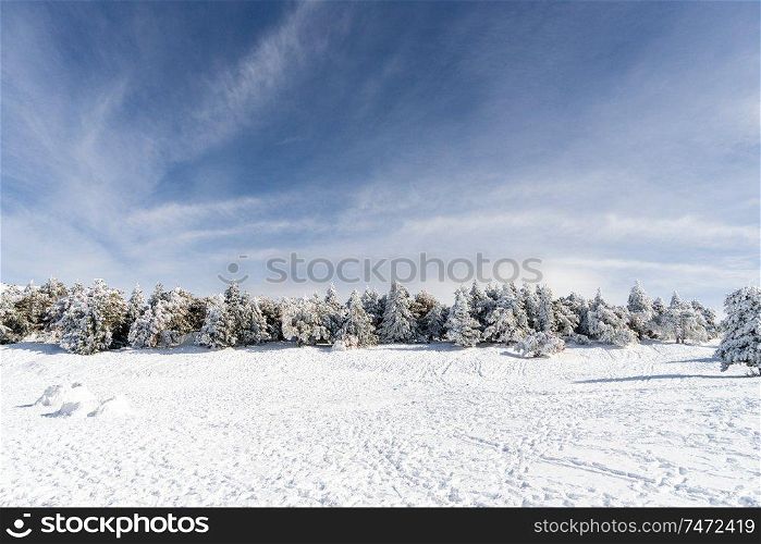 Spain, Andalusia, Granada. Snowed pine treer in ski resort of Sierra Nevada in winter, full of snow. Travel and sports concepts.. Snowed pine treer in ski resort of Sierra Nevada