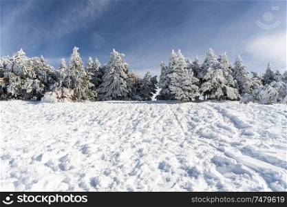 Spain, Andalusia, Granada. Snowed pine treer in ski resort of Sierra Nevada in winter, full of snow. Travel and sports concepts.. Snowed pine treer in ski resort of Sierra Nevada