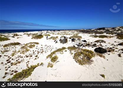 spain isle white beach plant black rocks in the lanzarote
