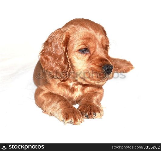 spaniel dog isolated on white background