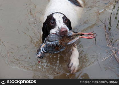 Spaniel retrieving partridge from water