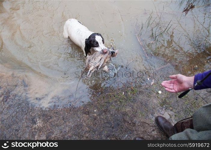 Spaniel retrieving pheasant from water