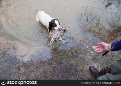Spaniel retrieving pheasant from water