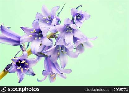 spanish bluebell hyacintoides hispanica