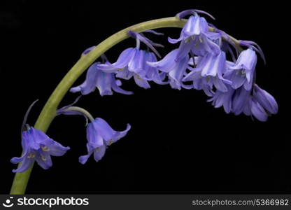 spanish bluebell hyacintoides hispanica
