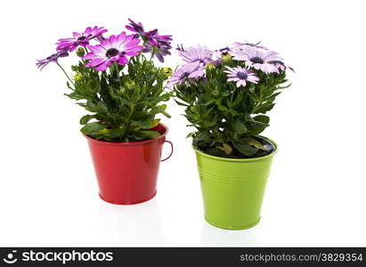 spanish daisy flowers in red and green bucket isolated on white