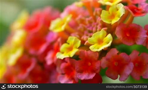 Spanish flag or Lantana Camara colorfull flower macro close up