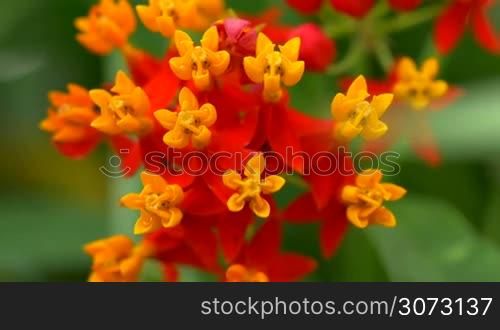 Spanish flag or Lantana Camara variation colorfull flower macro close up