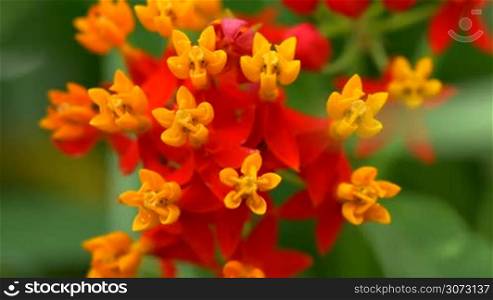 Spanish flag or Lantana Camara variation colorfull flower macro close up