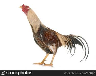 spanish Gamecock in front of white background