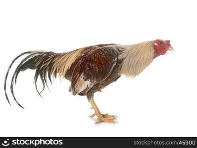 spanish Gamecock in front of white background