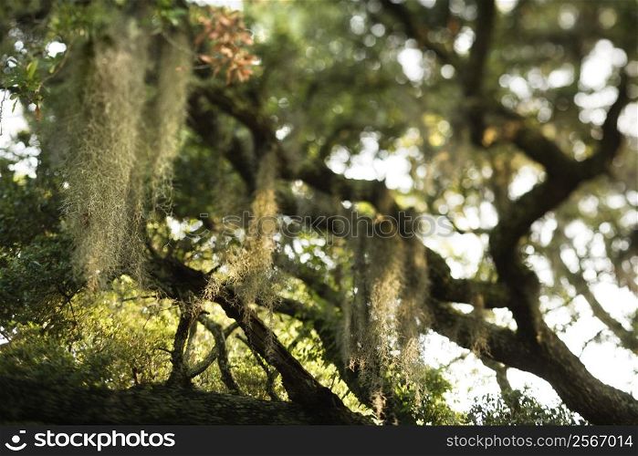 Spanish moss hanging from live oak tree on Bald Head Island, North Carolina.