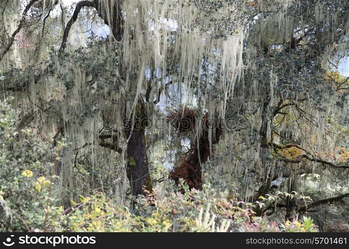 Spanish moss on trees in a forest, Paro Valley, Paro District, Bhutan