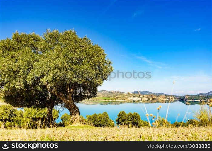 Spanish nature landscape. Embalse del Guadalhorce and surrounding countryside with olive tree. Ardales Reservoir, Malaga Andalusia, Spain. Spanish nature landscape in Andalucia.