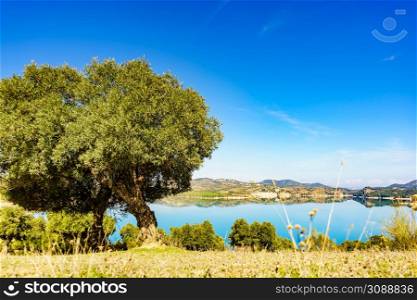 Spanish nature landscape. Embalse del Guadalhorce and surrounding countryside with olive tree. Ardales Reservoir, Malaga Andalusia, Spain. Spanish nature landscape in Andalucia.