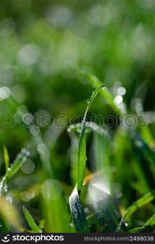 Sparkling dew drops on fresh green grass