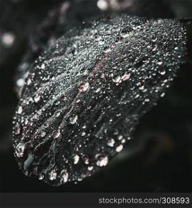 Sparkling fresh water drops of dew or rain on dark leaf closeup - nature background. Selective focus, shallow depth of field.. Sparkling Water Drops On A Leaf