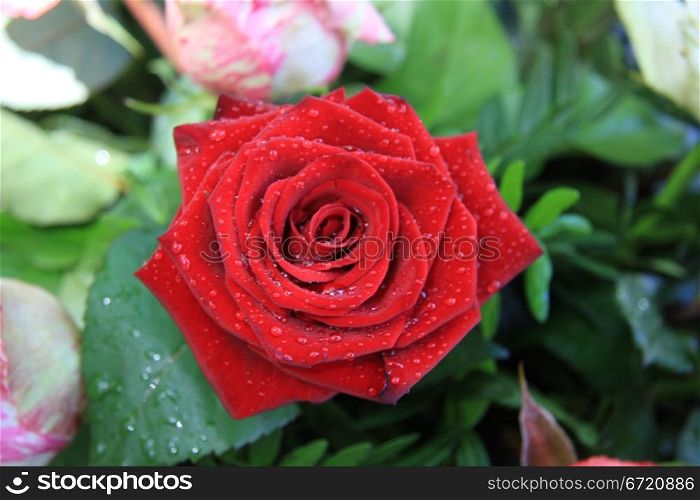 Sparkling water drops on a solitaire red rose after a shower