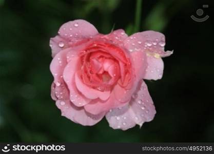 Sparkling waterdrops after a rainshower look like diamonds on a pink rose