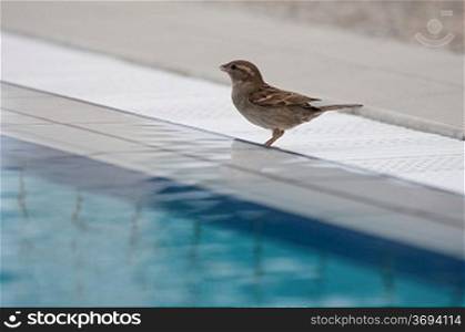 Sparrow at the side of a swimming pool