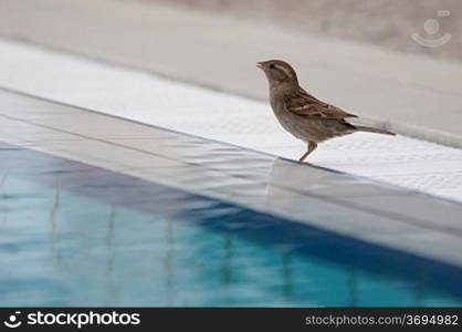 Sparrow at the side of a swimming pool