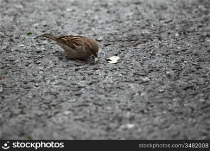 sparrow eat bread on ground