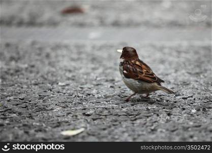 sparrow eat bread on ground