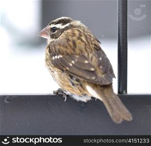 Sparrow in a winter