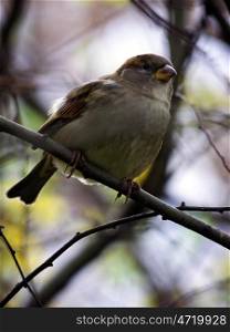 Sparrow in autumn. Sparrow on a bare branch in the fall