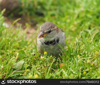 Sparrow in the grass