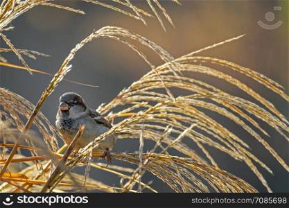 sparrow in the reeds