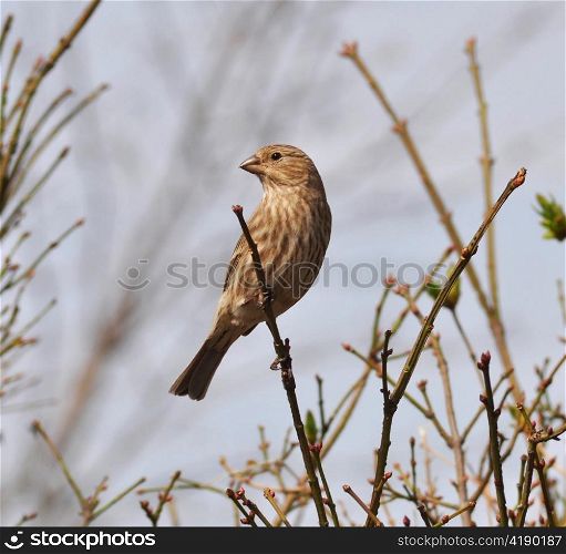 sparrow on a bush