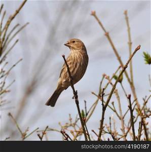sparrow on a bush