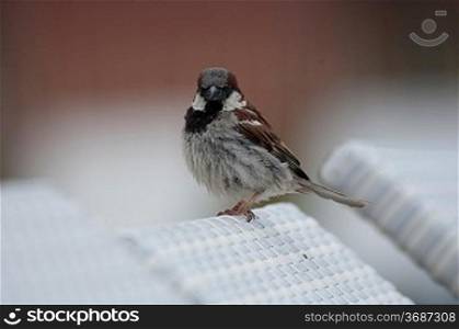 Sparrow on a seat