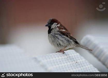 Sparrow on a seat