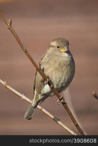 Sparrow on branch